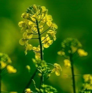 image-Une planète en bonne santé !